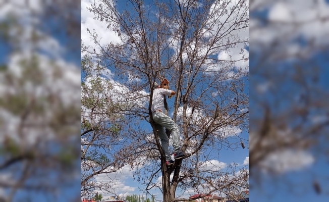 Ulaş'ta lise öğrencilerinin yaptığı kuş yuvaları okul bahçesindeki ağaçlara asıldı