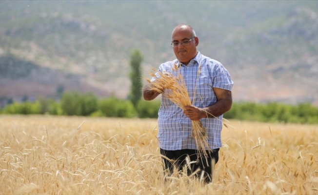 Bankacılığı bıraktı atalık buğday tohumlarının ekimini yapıyor