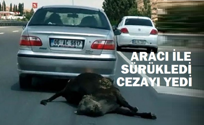 Ankara'da ölü ineği araçla sürükleyen sürücüye para cezası