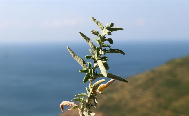 Ganos Dağı eteklerinden toplanan ada çayı 7 ülkeye ihraç ediliyor
