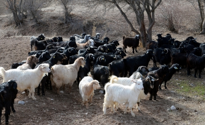 Bakan Pakdemirli'den koyun ve keçi yetiştiricilerine müjde