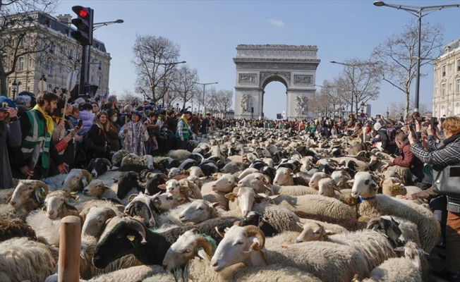 Paris'in en ünlü caddesini koyunlar doldurdu