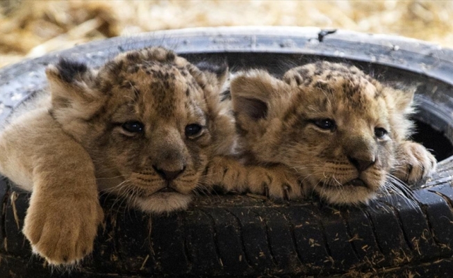 Ankara'daki yırtıcı hayvan parkında 3 aslan yavrusu dünyaya geldi