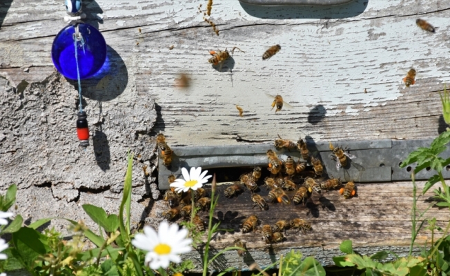 Marmaris Milli Parkı arı ve arıcılara yuva oldu