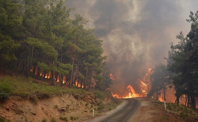 Honduras'ta bu yıl orman yangınlarında 78 bin 600 hektar alan kül oldu