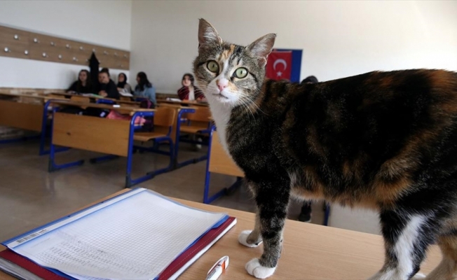 Lise öğrencilerinin yeni okul arkadaşı kedi 'Turşu' oldu