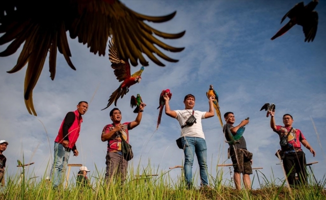 Malezya'da papağanlar 'Dünya Papağanlar Günü' için kanat çırptı