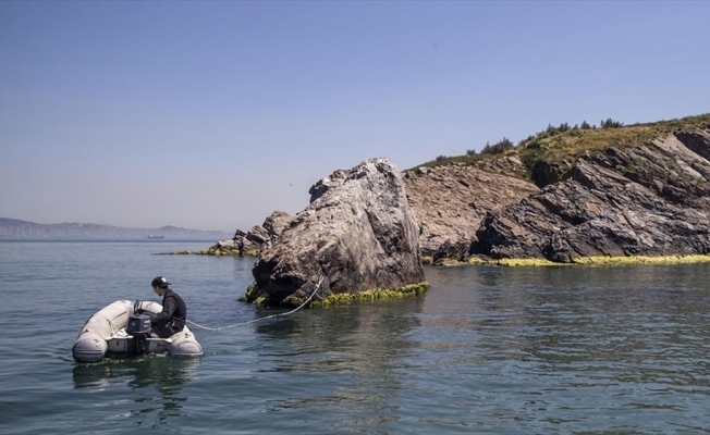 Marmara'da uzun yıllardır görülmeyen deniz canlıları yeniden ortaya çıktı
