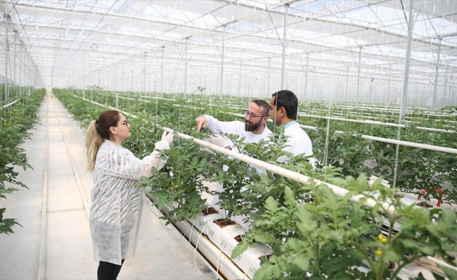 Sakarya'da topraksız tarımla 8 çeşit domates üretiliyor