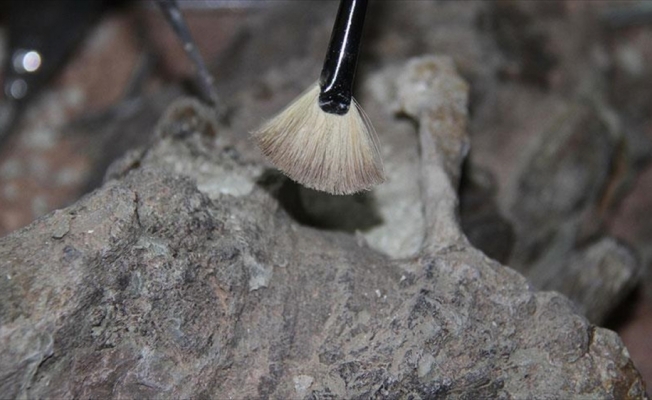Kanada’da bir altın madeninde 30 bin yıllık bozulmamış yavru mamut bulundu