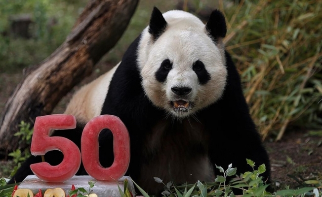 Madrid Hayvanat Bahçesi'nin 50. yılı 'baba panda'ya pasta ikram edilerek kutlandı