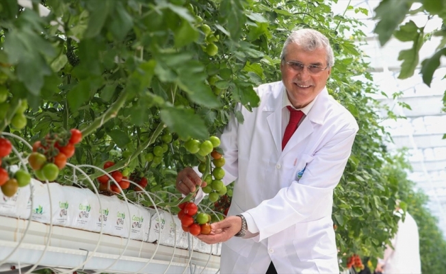 Sakarya'da topraksız tarımla üretilen domateslerin ilk hasadı yapılacak