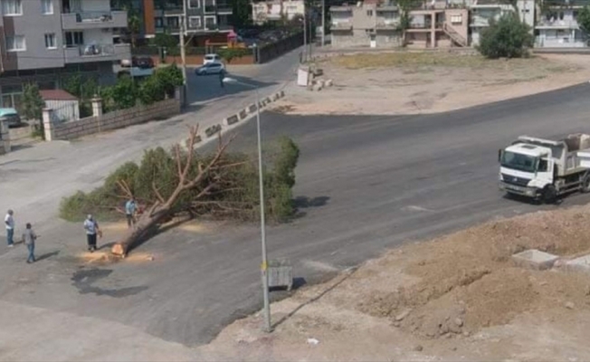 İzmir'de yol yapımı için ağaç kesilmesine tepki