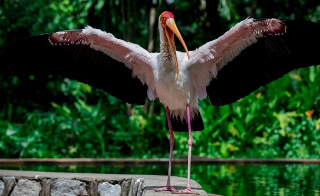 Malezya'daki kuş cenneti: Kuala Lumpur Kuş Parkı