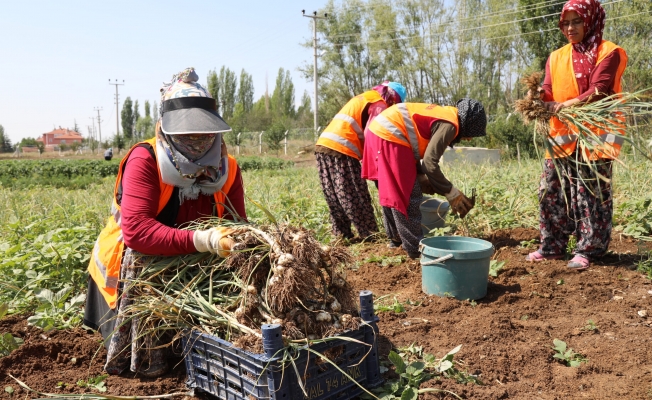Ankara'da Çubuk Belediyesince üretilen sarımsağın hasadı başladı