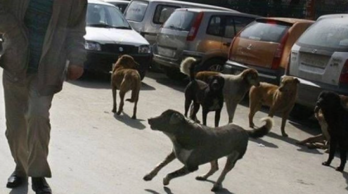 Ankara’da başıboş köpek sayısı ne kadar?