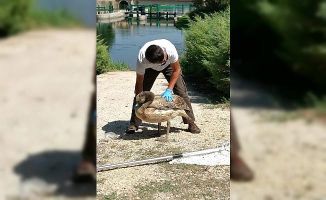 Eskişehir'de uçamayan pelikana hayvanat bahçesi sahip çıktı