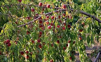 Yozgat'ta meyvecilik gelişiyor