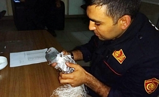 Ankara'da  Güvercinin İmdadına İtfaiye Yetişti