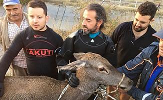 Eskişehir'de geyik kurtarma operasyonu