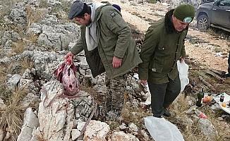 Kaçak yaban keçisi avına 16 bin lira ceza