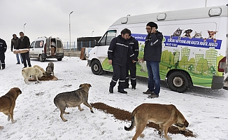 Sokak Hayvanları Büyükşehir'in Korumasında!