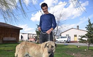 Sokak köpeğinin memesinden 2 kilogramlık kitle çıkarıldı