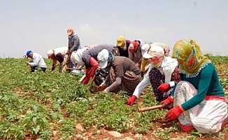 “Tarım sektöründe istihdam arttı“