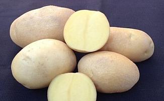 Yerli patates tohumu 