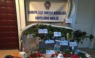 Ankara'da İç mimar evini uyuşturucu tarlasına çevirmiş