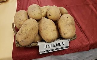 Yerli üç patates tohumunun daha satışı yapıldı