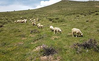 Bafra koyunları yetiştiricileri sevindirdi
