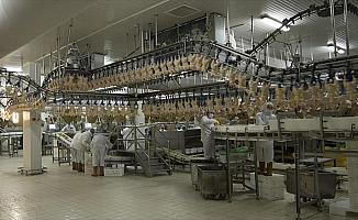 Rusya'ya 20 bin tonluk tavuk ihracatı yolda