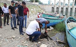 Beyşehir Gölü'nde avlanma yasağı yarın bitiyor