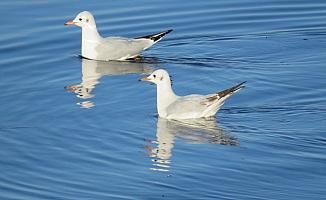 Beyşehir Gölü 4 mevsim farklı kuş türlerini ağırlıyor