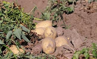 Niğde'de patates hasadı başladı