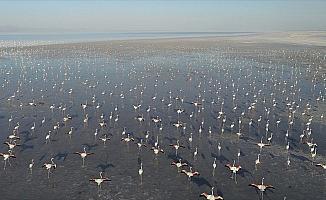Tuz Gölü'nde flamingo şöleni