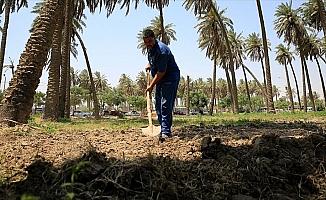 Kuraklık 'iki nehir ülkesi' Irak'ta tarımı bitirmek üzere