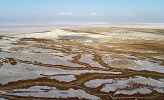 Tuz Gölü'nde yavru flamingo ölümleri