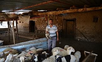 Zehirlenen otları yiyen koyunların telef olduğu iddiası