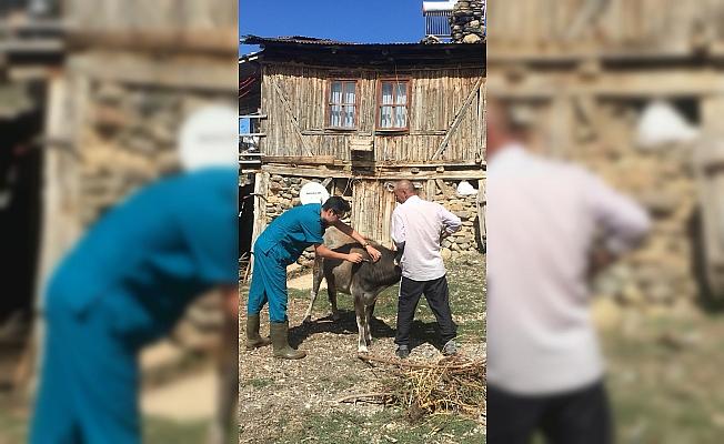 Beypazarı'nda hayvanlara şap aşısı