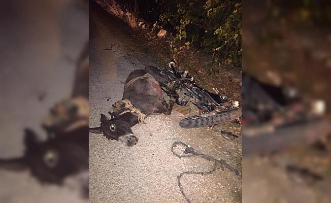 Beyşehir'de motosiklet eşeğe çarptı: 1 yaralı