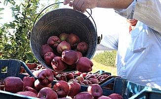 Isparta'da elma hasadı