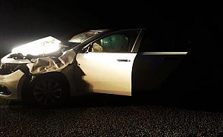 Otomobil ineğe çarptı: 4 yaralı