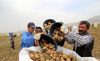 Sivas'ta 7 çeşit yerli patates üretildi