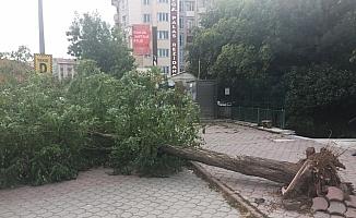 Sivas'ta etkili olan rüzgar ağacı devirdi