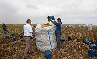 Sivas'ta sertifikalı tohumluk patates hasadına başlandı