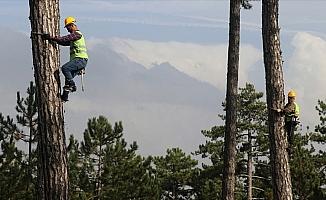 Budama işçilerinin 40 metre yükseklikte zorlu mesaisi