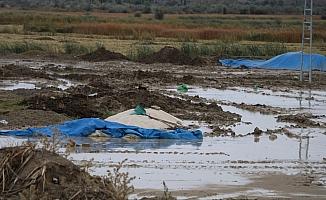 Çankırı'da sağanak 4 bin ton pirince zarar verdi