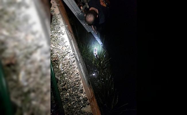 Irmağa düşen kediyi itfaiye kurtardı